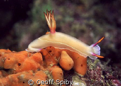 Hypselodoris bullocki by Geoff Spiby 